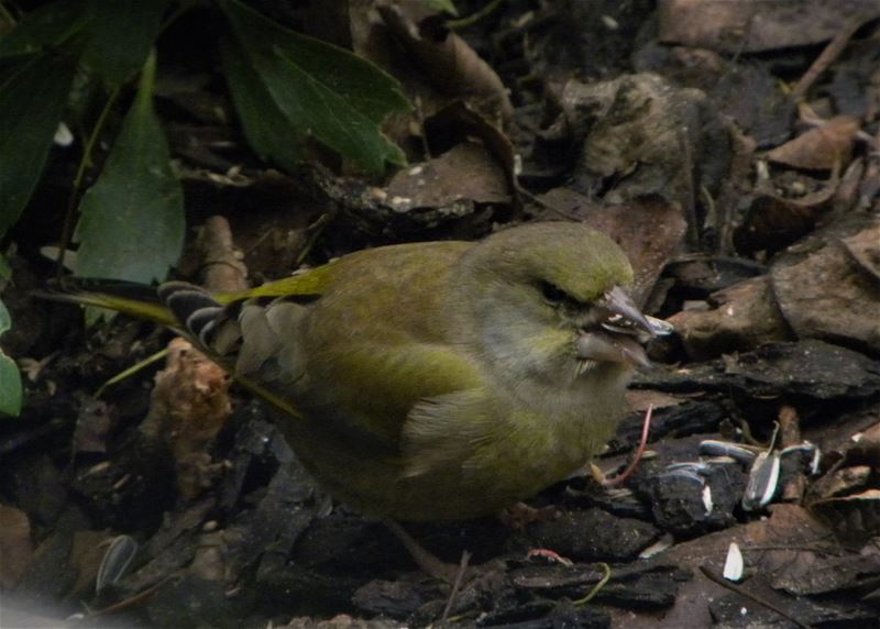 Vergeet de vogels niet