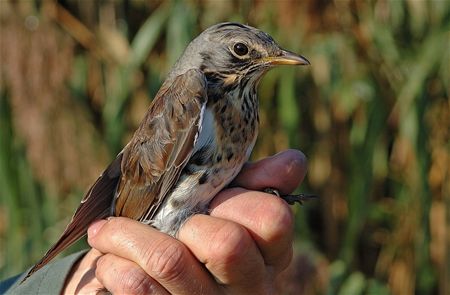 Vergeet de vogels niet  (slot)