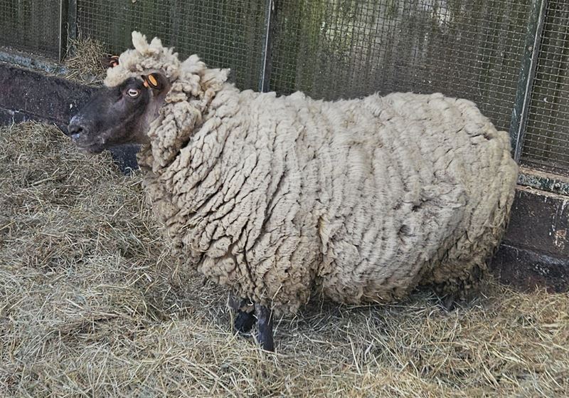 Verwaarloosd schaap al 2 jaar niet geschoren