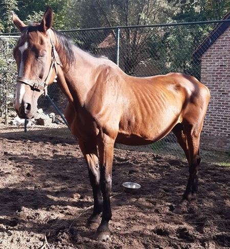 Verwaarloosde paarden blijven maar opduiken