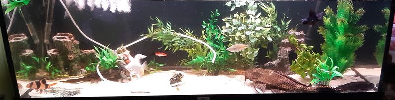 Vissen, duiven, hoenders ... weeral verwaarloosd