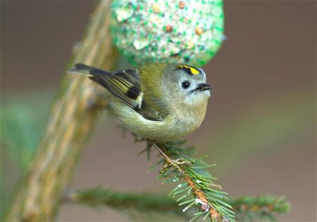 Vogels loeren en beloeren