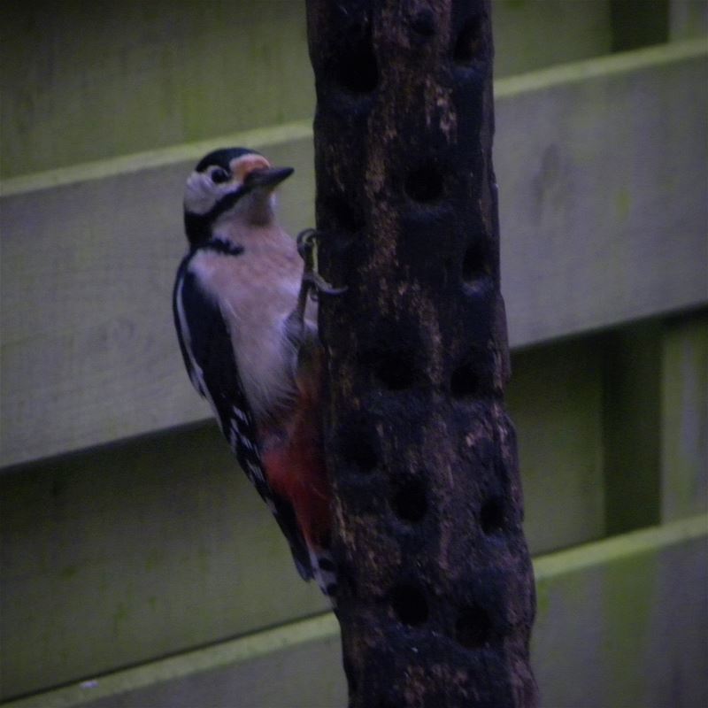 Vogels op bezoek in de tuin