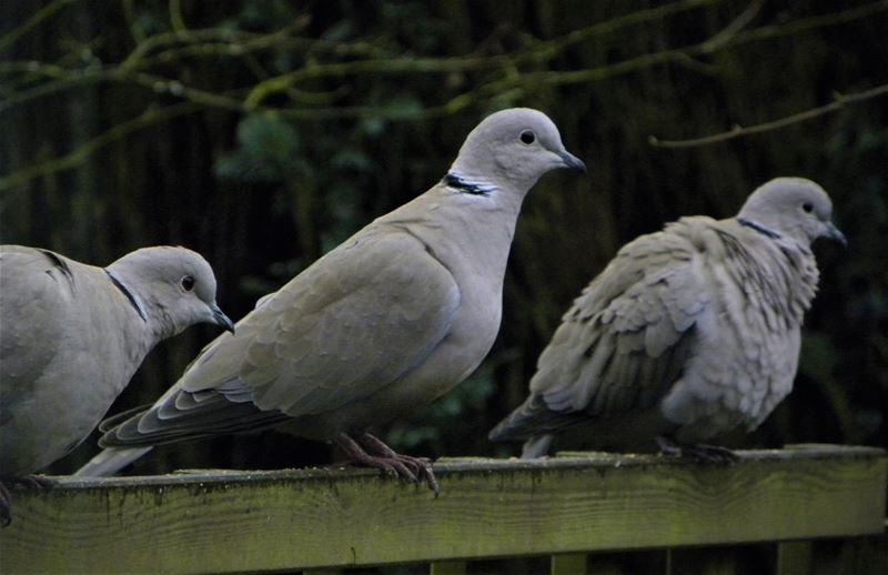 Vogels op bezoek in de tuin