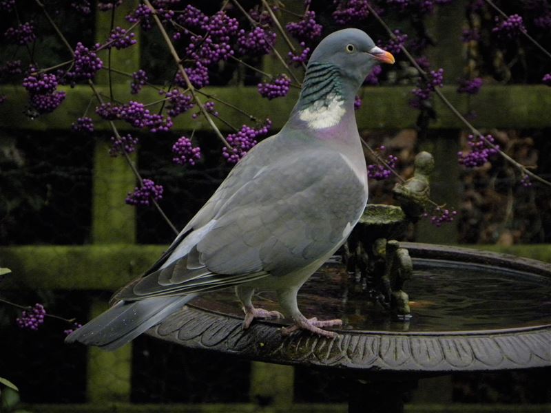 Vogels op bezoek in de tuin
