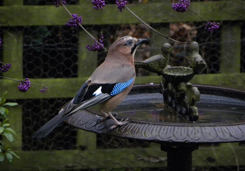 Vogels op bezoek in de tuin