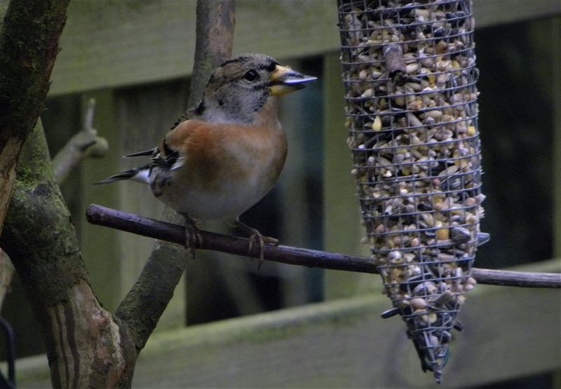 Vogels op bezoek in de tuin