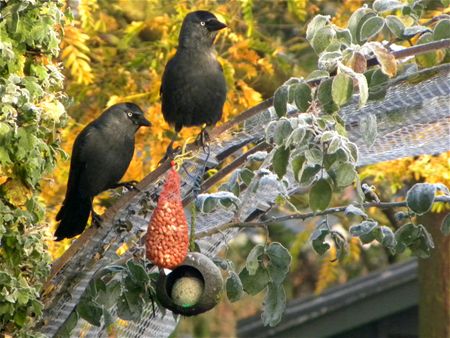 Vogels op zoek naar voedsel