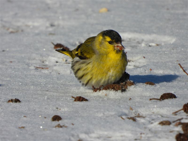 Vogels tonen  hun kleurrijkste kant