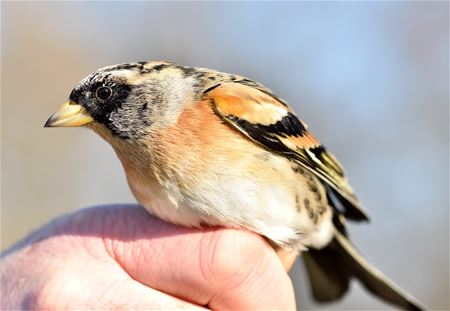 Vogels worden geringd maar hebben ook honger