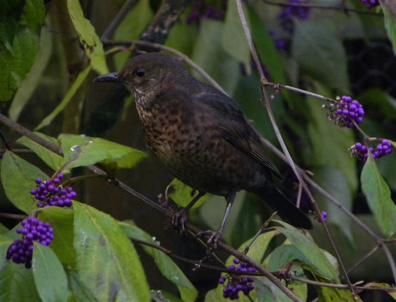 Vogels zijn op zoek naar voedsel