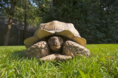 Voor het eerst minder dieren in VZOC