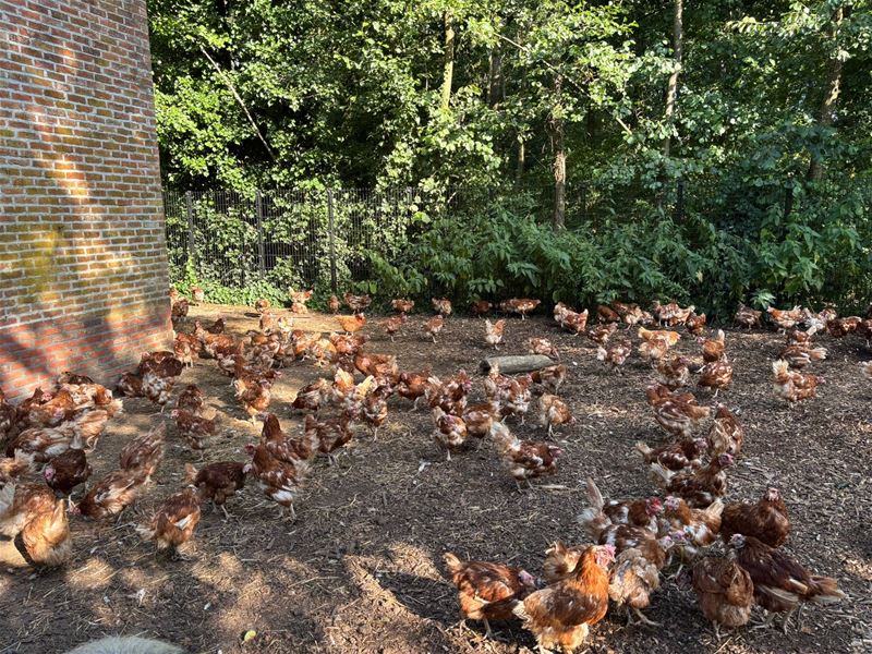 VZOC: 1.116 dieren erbij in 48 uur tijd