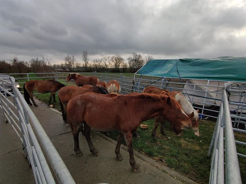 VZOC: 23 extra paarden in 5 dagen