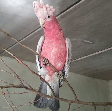VZOC haalt in Brussel 415 vogels op