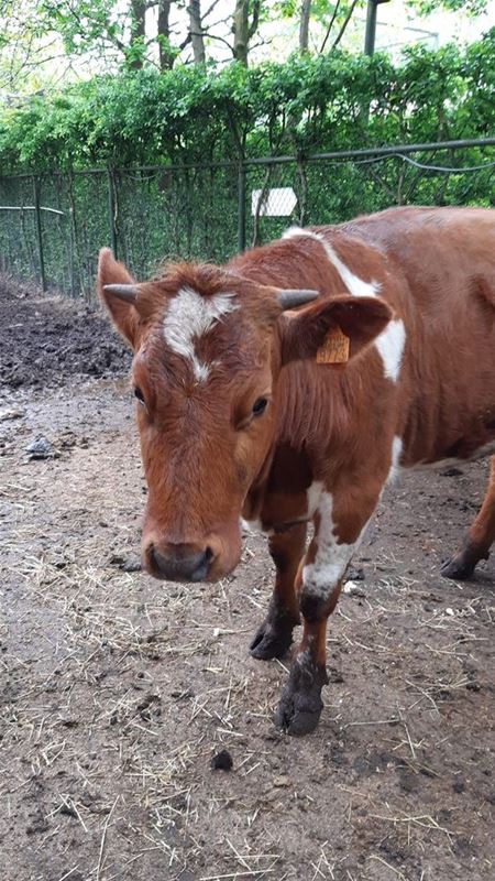 VZOC-medewerkers vangen jonge stier