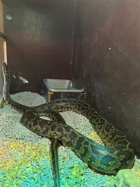 VZOC neemt 10 wurgslangen in beslag