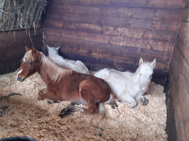 VZOC neemt 12 paarden op in één dag