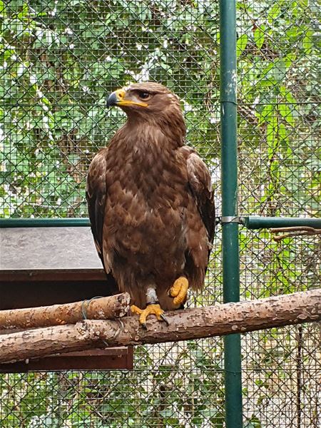VZOC neemt roofvogels in beslag