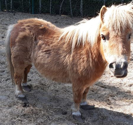 VZOC: opnieuw massale inbeslagname