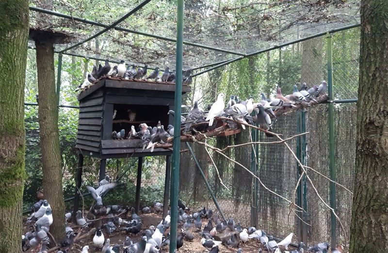 VZOC overrompeld na gigantische inbeslagname