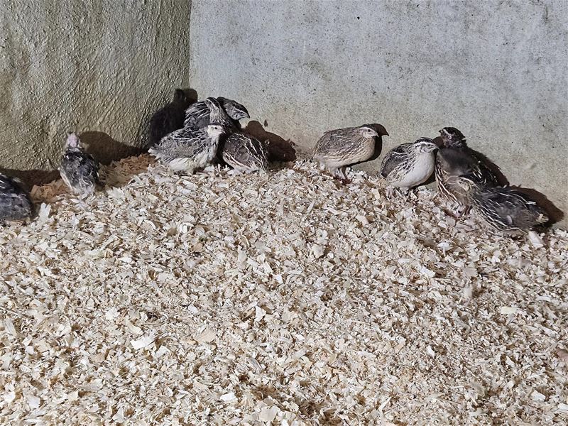 VZOC vangt 130 hoenders uit Beringen op