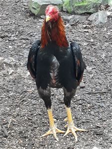 VZOC vangt inbeslaggenomen vechthanen op