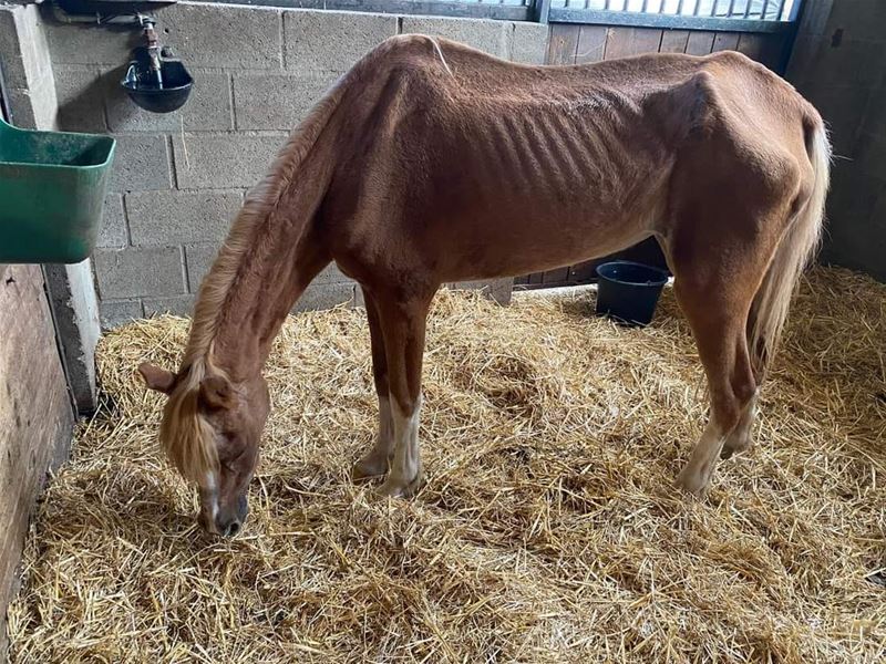 VZOC ving in 2023 4.507 dieren in nood op