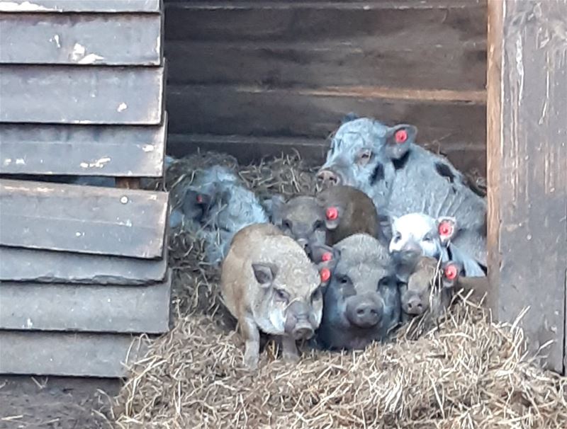 VZOC ving vorig jaar 6.156 dieren in nood op
