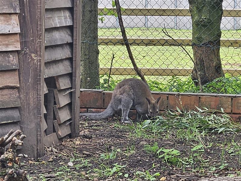 Wallaby verblijft in het VZOC