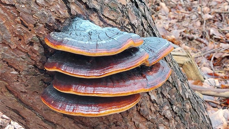 Wandelen over koetspad langs elfenbankjes