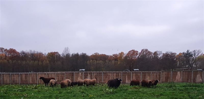 Weer 29 dieren in beslag genomen in Gelinden