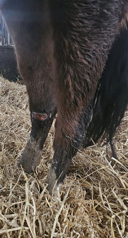 Weer 4 paarden en 1 geit in beslag genomen