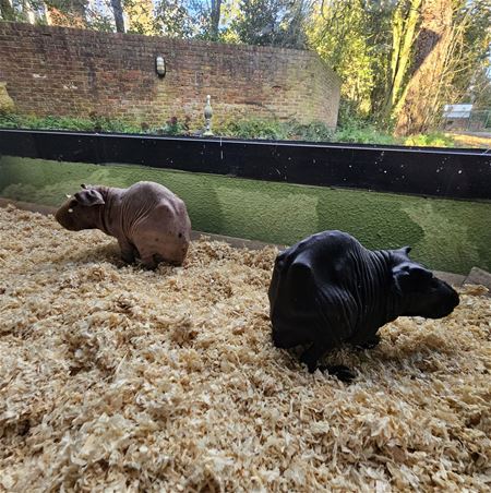 Weer 43 verwaarloosde dieren in beslag genomen