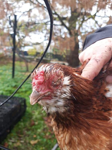 Weer extra dieren in VZOC na inbeslagname