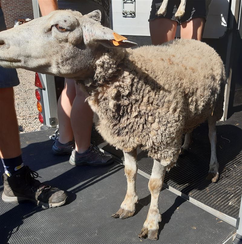 Weer verwaarloosde dieren in de hitte