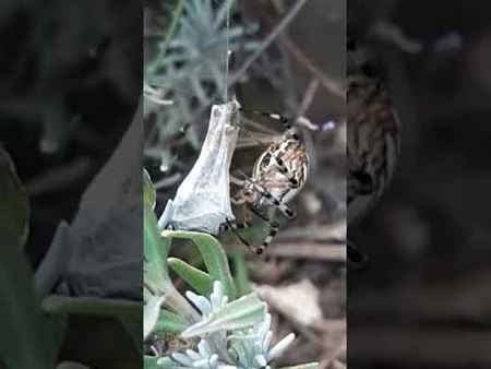 Wespenspin slaat ook toe in Heusden