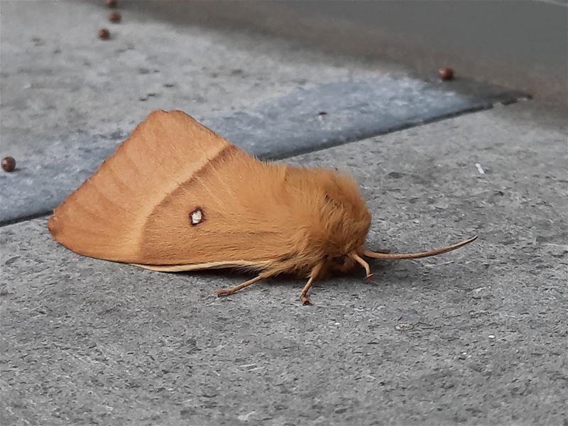 Wie kent dit beestje?