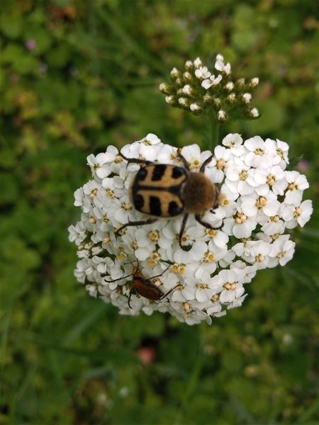 Wie kent dit beestje?