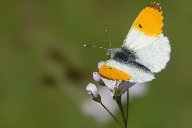 Wie niet maait, wordt beloond