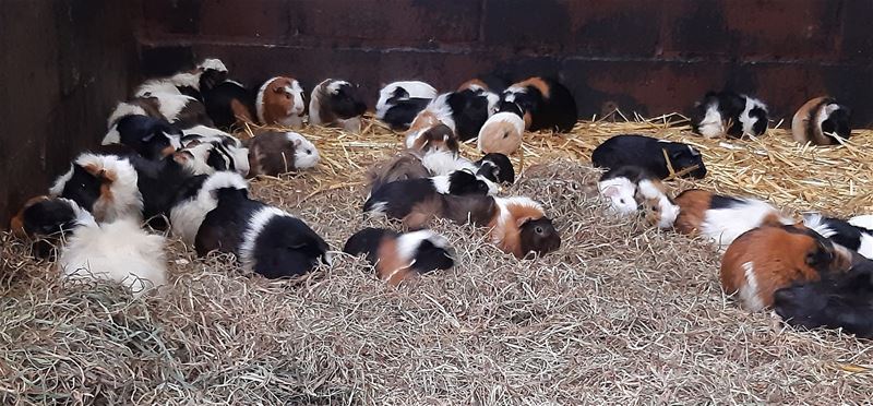 Wie wil cavia's en konijnen een thuis bieden?