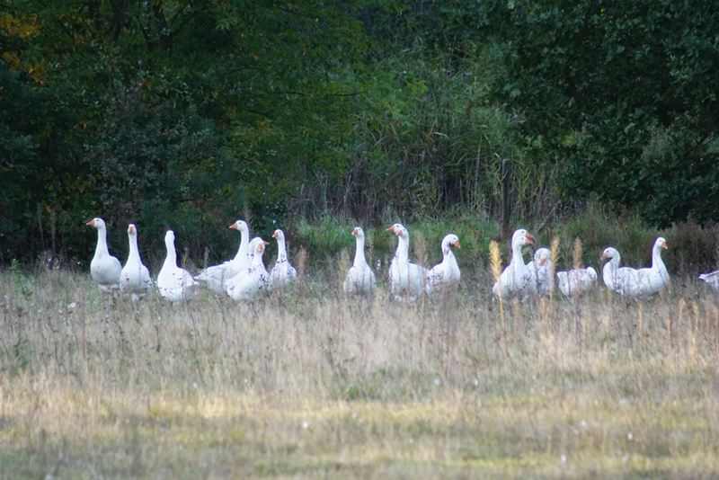 Wilde ganzen op bezoek