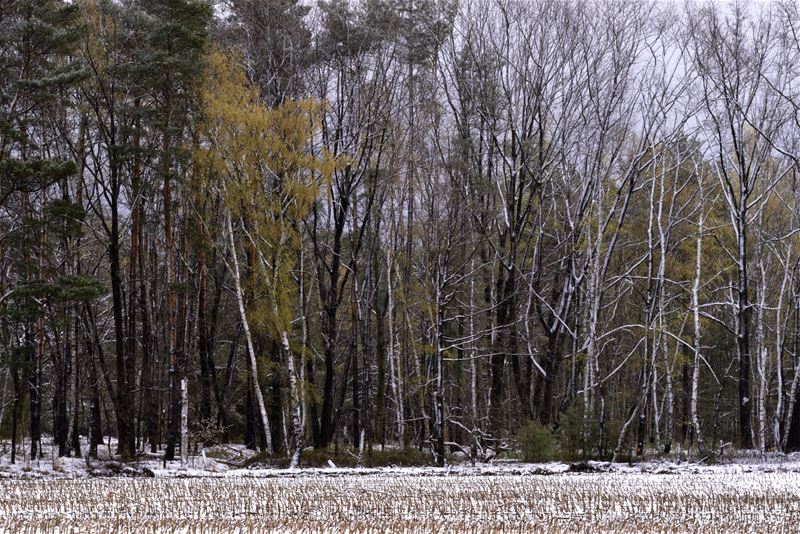 Winter in het Bolderdal