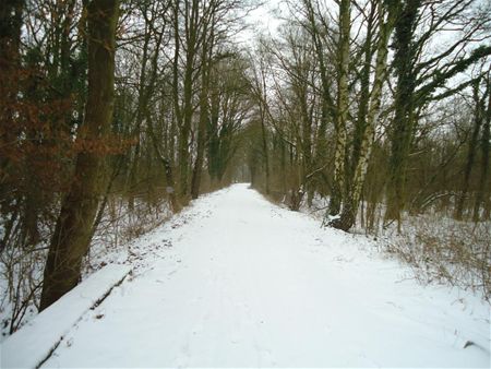 Winterbeelden op de Tramroute