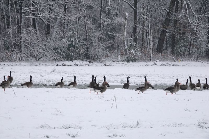 Winterbeelden uit het Bolderdal