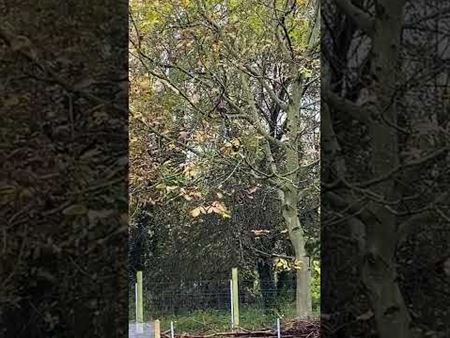 Woestijnbuizerd: opgelet voor kippen en kinderen