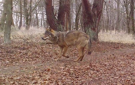 Wolf bijt schaap dood op grens Zolder-Lillo