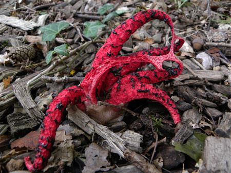 Zeldzame inktviszwam gespot achter De Veen