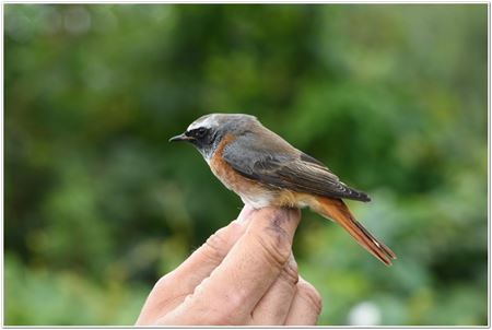 Zeldzame Vlaamse vogels (10)