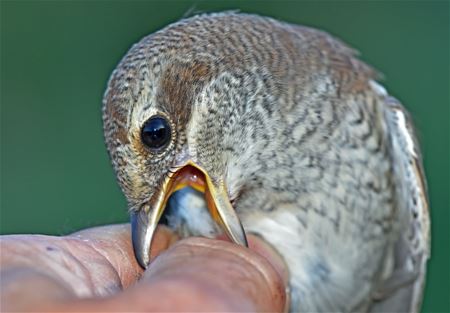 Zeldzame Vlaamse vogels (11)